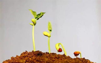 网上的催芽方法太笼统， 北方种植得模拟南方温暖