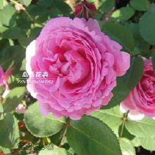 2025年9月月季花价格探秘