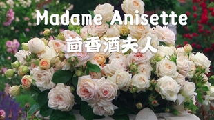 优点多多， 适合新手