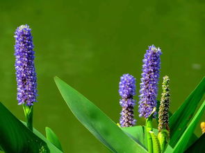 梭鱼草的种种奇遇