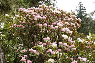 阶梯式播种，花儿多如繁星