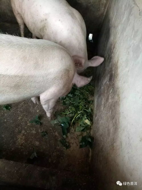 150斤猪一天吃多少饲料？粮食猪比饲料猪更好吃吗？