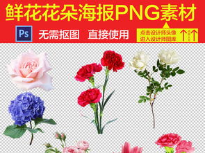 牡丹、 梅花等春节常见花卉