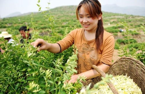 金银花适合在哪些气候和土壤条件下种植