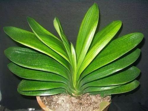 圆形浅花盆的储水优势