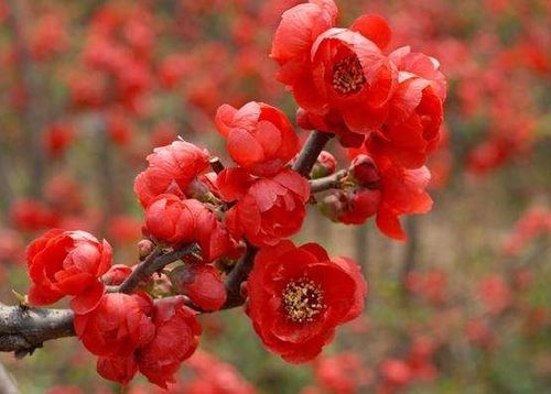 海棠花树为何难以存活？