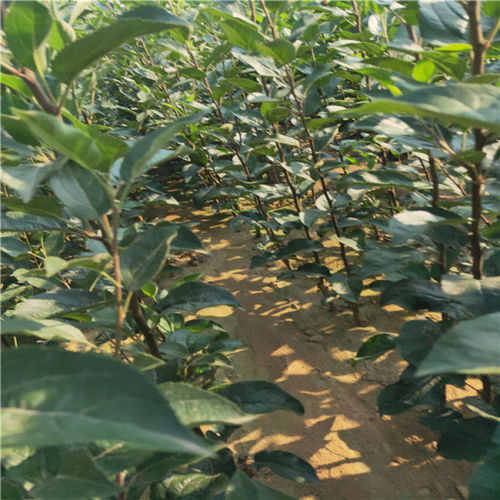 定植绝招：二埋三踩一提苗