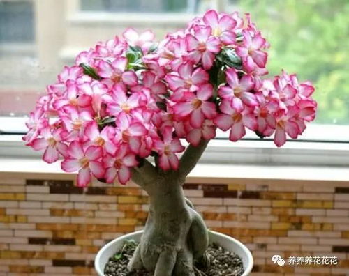 冬天室外养玫瑰花如何避免枯萎呃？养护措施全解析