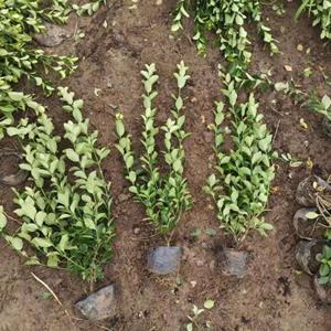 冠幅和高度，也要堪运气