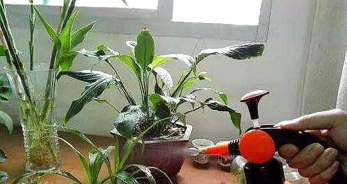 “养花必看！胡萝卜花浇水秘籍！”