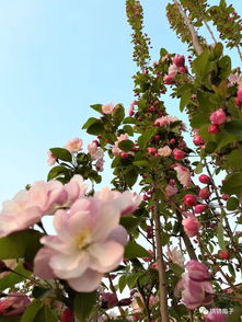 好花不常开，美景何时在