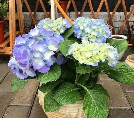 绣球花叶子长不开花？养护不当可能是关键
