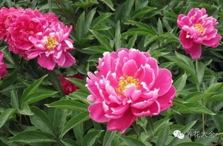 芍药花种植时需要注意哪些土壤和光照条件