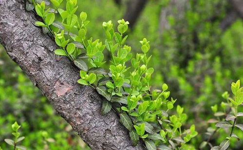 扶芳藤种类繁多， 园艺价值高