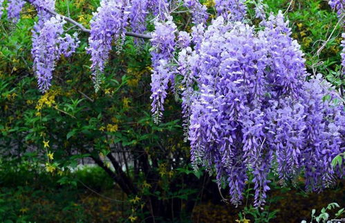 深圳紫藤开花季节气候影响