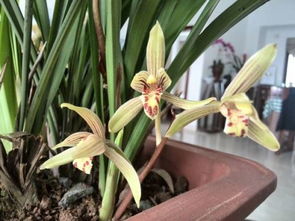 兰花品种那些事儿