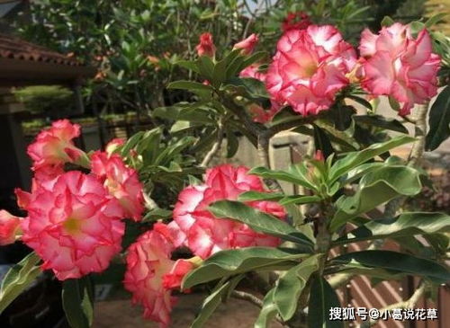 准备工具， 简单易得