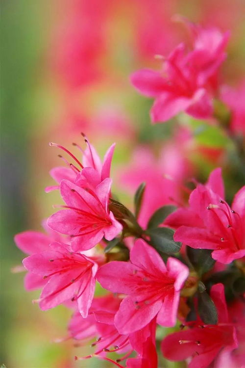 杜鹃花，我国传统名花