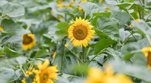 向日葵：太阳花下的俄罗斯