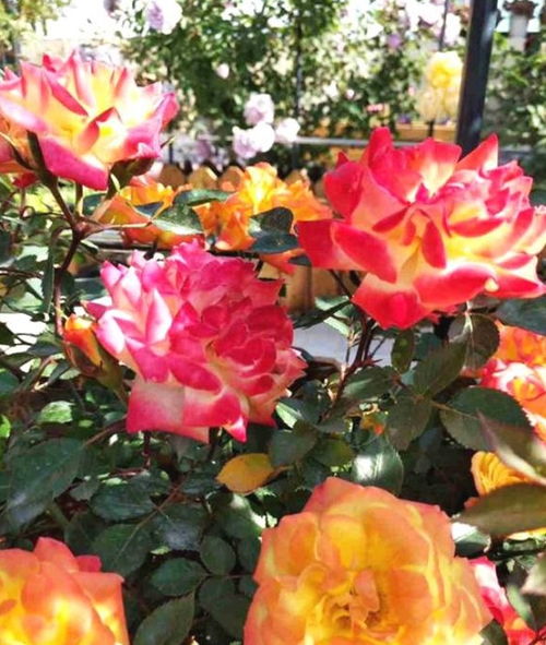 花季长短， 花开花落