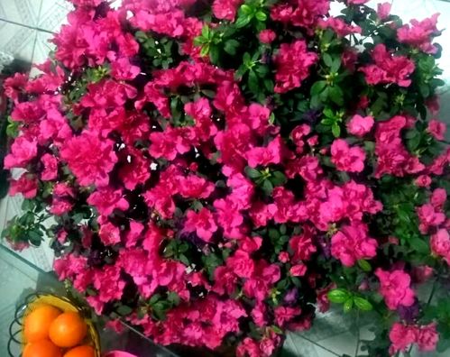 北京阳台养护法