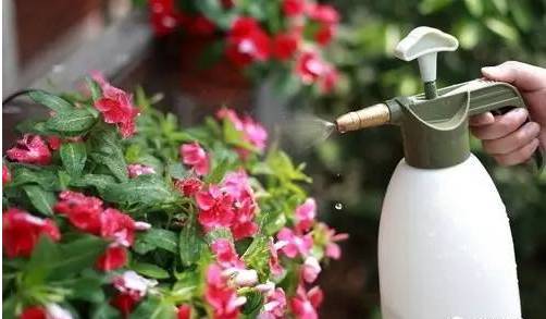 河岸花草的选择：如何打造美丽河岸