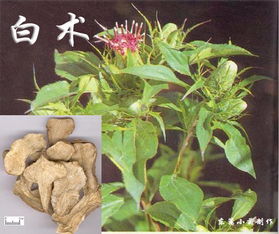 峨参补气健脾的药用价值有哪些具体体现