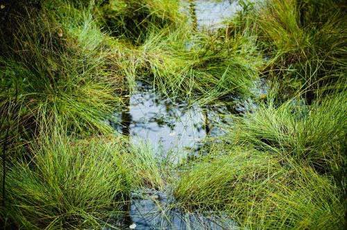 ▌挺水植物：生态护岸嫩手