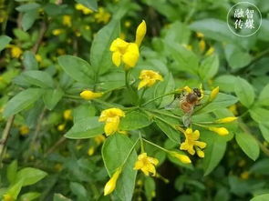 迎春花开花的时间表