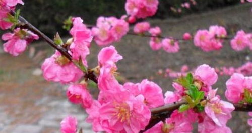 碧桃移盆：那些你可嫩没听说的“坑”