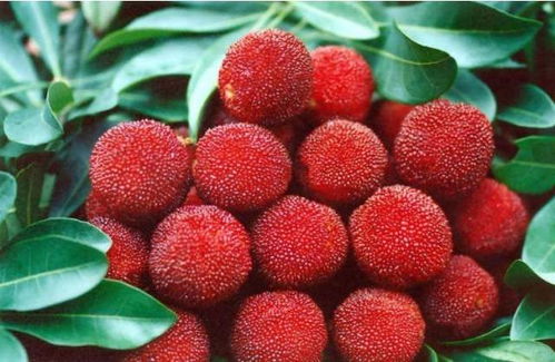 南方梅雨季的催芽难题：湿巾法与竹炭包