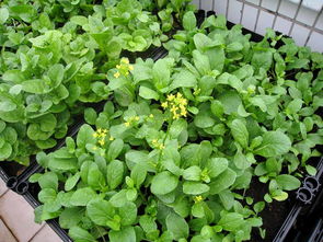 家庭盆栽种植菠菜，好方法，收获快！