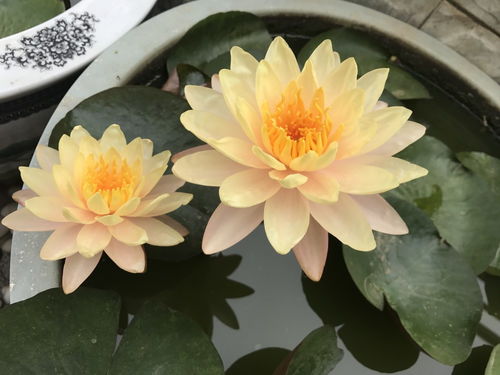 睡莲的阳光与通风大揭秘