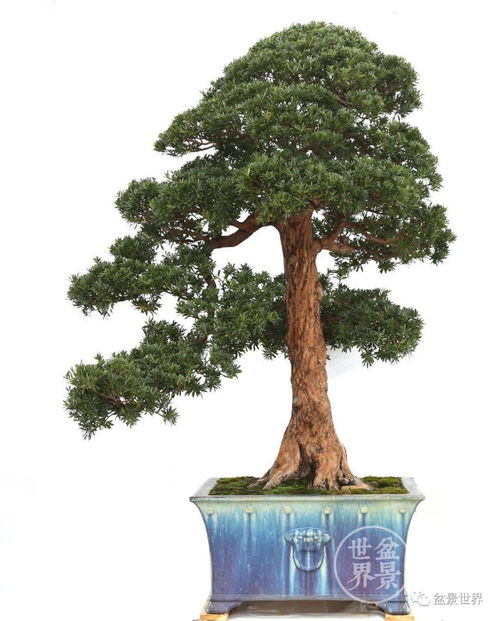 探寻云南神秘之地， 揭秘罗汉松秘境