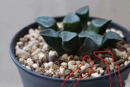 砍头法师多肉怎么快速发根？拆分技巧是关键