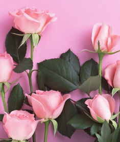 花卉的多样性特点与环境影响