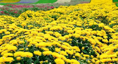 一、 菊种子价格表探秘