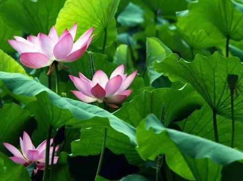 五、 白云湖公园