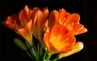 7. 非洲菊——池塘边的艳丽