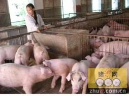 四季科学养猪，高效育肥增重