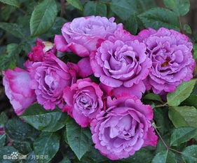 11. 蓝色尼罗河月季