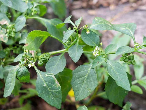 “地芸豆种植全攻略中，春季和秋季分别适合种植的时间是什么