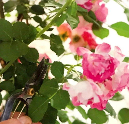 玫瑰修剪：先剪残花