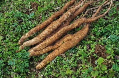 山药种植病虫害情况及农药防治