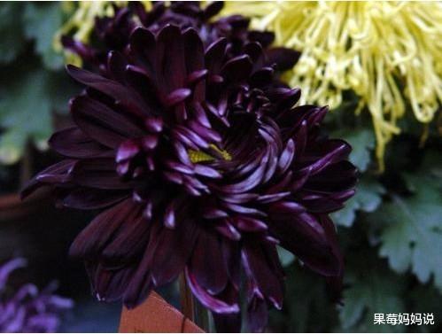 黑眼菊的种植方法