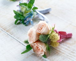 药用花卉的神秘面纱