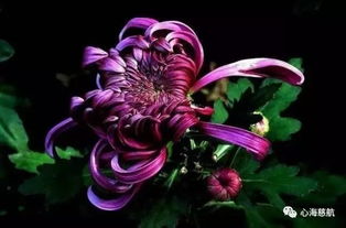 不同文化中的红色花卉寓意