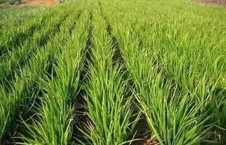 消费者的选择与期待