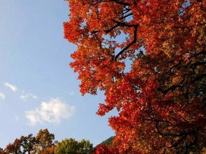 红枫的任性与魅力