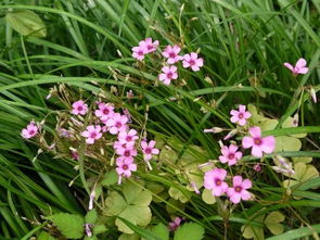 红花石竹：耐旱的多年生植物